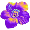 🌺