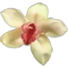 🌼