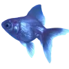 🐟