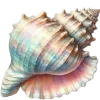 🐚