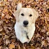 🐕