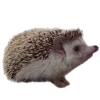 🦔