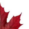 🍁