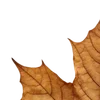 🍁