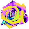 🌹
