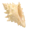 🐚