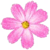 🌸