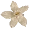 🌼