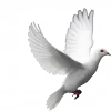 🕊