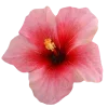 🌸