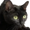 😼