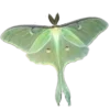 🦋