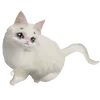 🐱