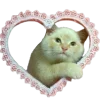 😽