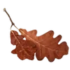 🍂