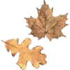🍁