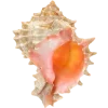 🐚
