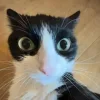 😺