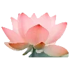 🌺