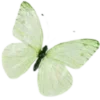 🦋