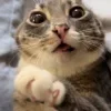 😺
