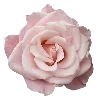 🌹