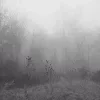 🌫