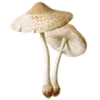 🍄