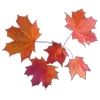 🍁