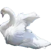 🦢