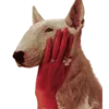 🐕