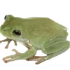 🐸