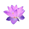 🌸