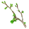🌱
