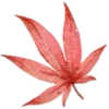 🍁