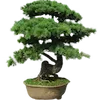 🎋