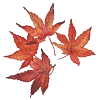 🍁