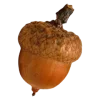 🌰