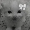 🫨