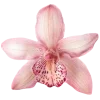 🌸