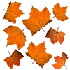 🍁