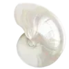 🐚