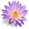 🌸