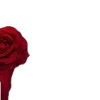 🌹