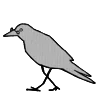 🕊️