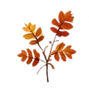 🍂