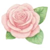 🌺
