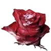 🌹