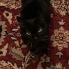 🐈‍⬛