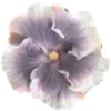 🌸